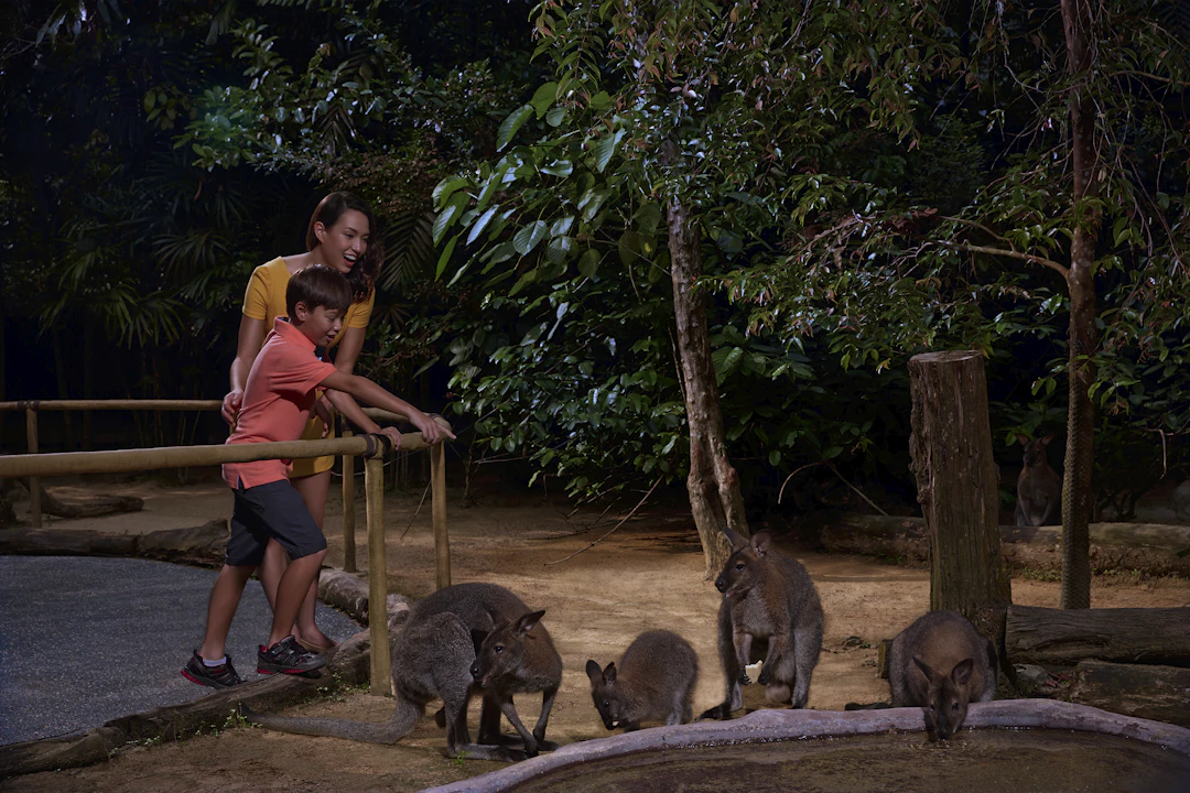 night safari singapore reviews